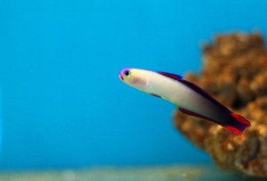 Nemateleotris decora