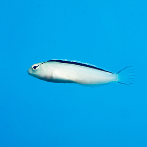 Meiacanthus smithii M