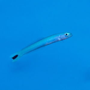 Ptereleotris hetereoptera M