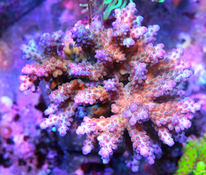 Acropora spp. SPS25