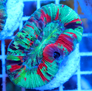 Trachyphyllia geoffroyi LPS27