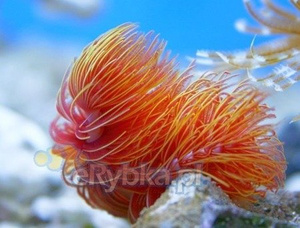 Rurówka Protula bispiralis