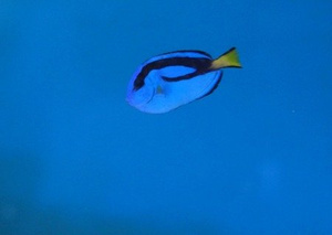 Paracanthurus hepatus M