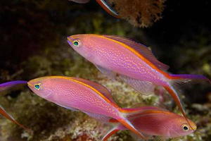 Pseudanthias smithvanizi M