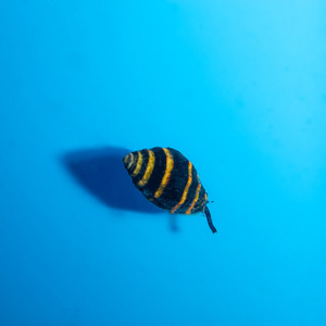 Pusiostoma mendicaria 