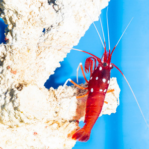 Lysmata debelius Krewetka szkarłatna M