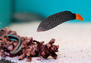 Anampses meleagrides M