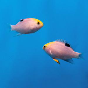 Chrysiptera talboti M