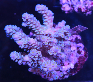 Acropora spp. SPS26