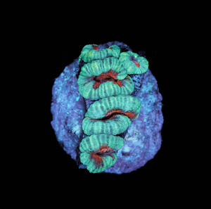 Acanthastrea Lordhowensis