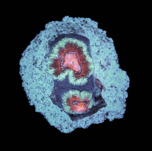 Acanthastrea Lordhowensis