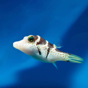 Canthigaster valentini S