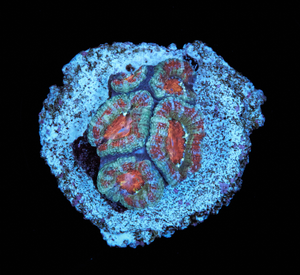 Acanthastrea Lordhowensis