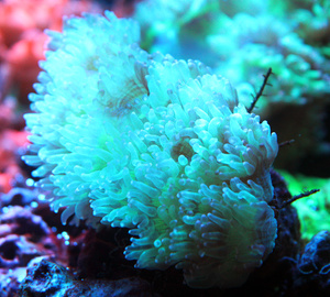 Catalaphyllia jardinei