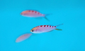 Pseudanthias flavoguttatus M