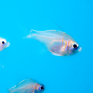 Zoramia (Apogon) leptacantha