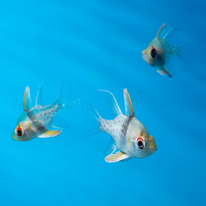 Sphaeramia nematoptera "Piżamka" M