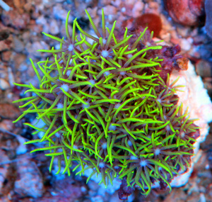 Briareum spp. BRI8