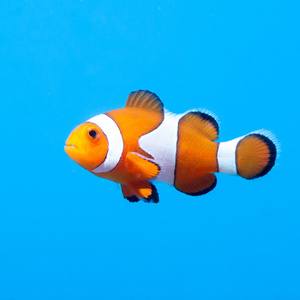 Amphiprion ocellaris Hodowlane M