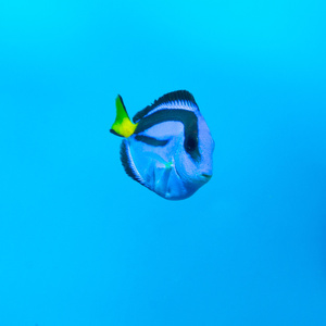 Paracanthurus hepatus S