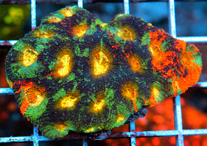 Acanthastrea echinta LPS79