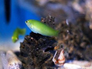 Halichoeres chloropterus S/M