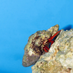 Paguristes cadenati S