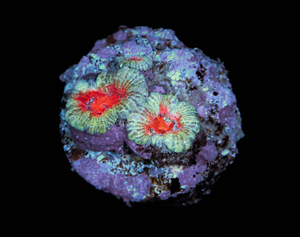 Acanthastrea Lordhowensis
