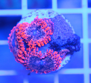 Zoanthus spp. ZOA17