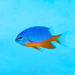 Chrysiptera hemicyanea M