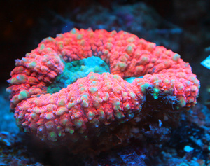 Lobophyllia spp. LPS63