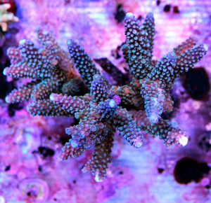 Acropora spp. SPS22