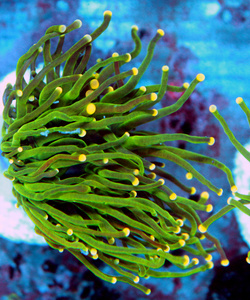 Euphyllia spp. 
