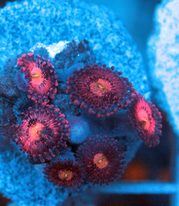 Zoanthus spp. ZOA26