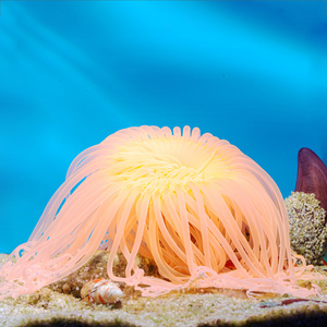 Cerianthus spp. Szorstnik L