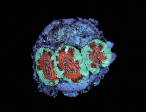 Acanthastrea Lordhowensis