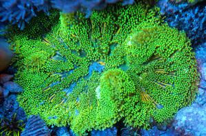 Stichodactyla tapetum