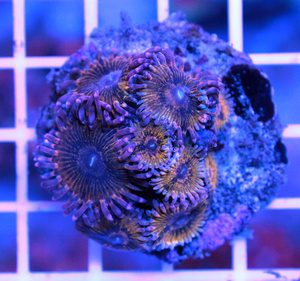 Zoanthus spp. ZOA14
