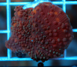 Discosoma spp. D11