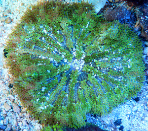 Stichodactyla tapetum