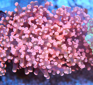 Euphyllia spp.