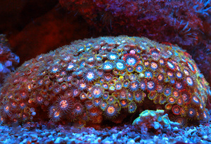Zoanthus spp. ZOA37