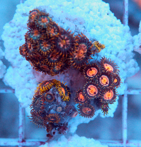 Zoanthus spp. ZOA49