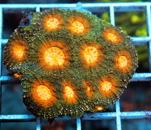 Acanthastrea echinta LPS75