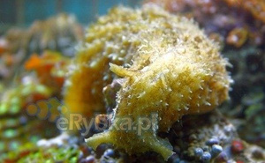 Dolabella spp. rozmiar M