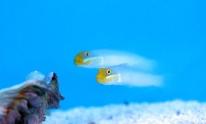 Valenciennea strigata M