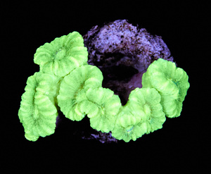 Caulastrea spp.