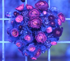 Zoanthus spp. ZOA22