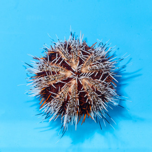 Jeżowiec Tripneustes gratilla