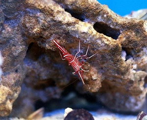 Rhynchocinetes durbanensis Krewetka tańcząca